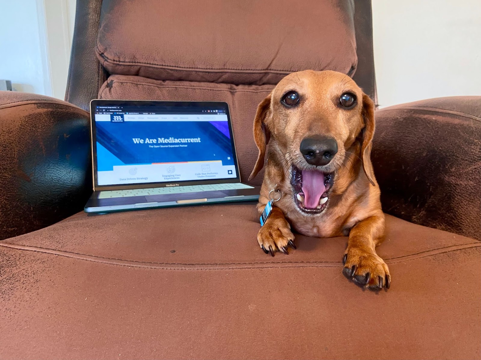 Dog on couch next to laptop