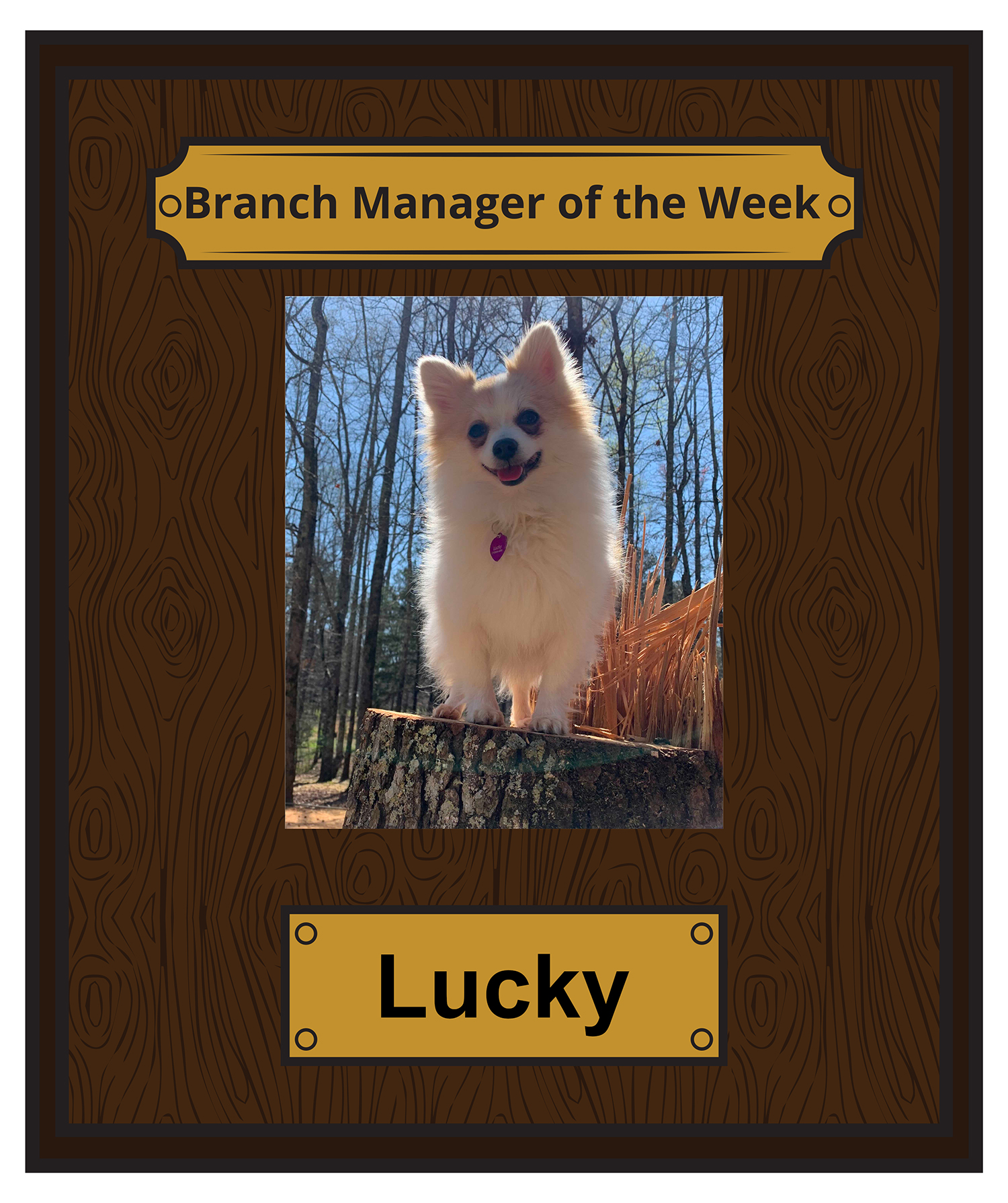Lucky Branch Manager Award