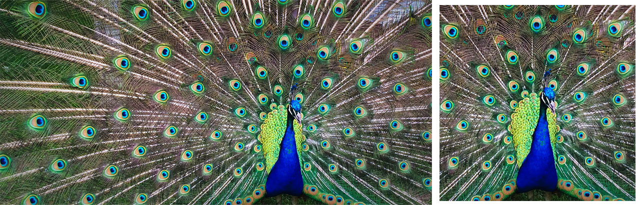 An example of the focal point module in use on a photo of a peacock