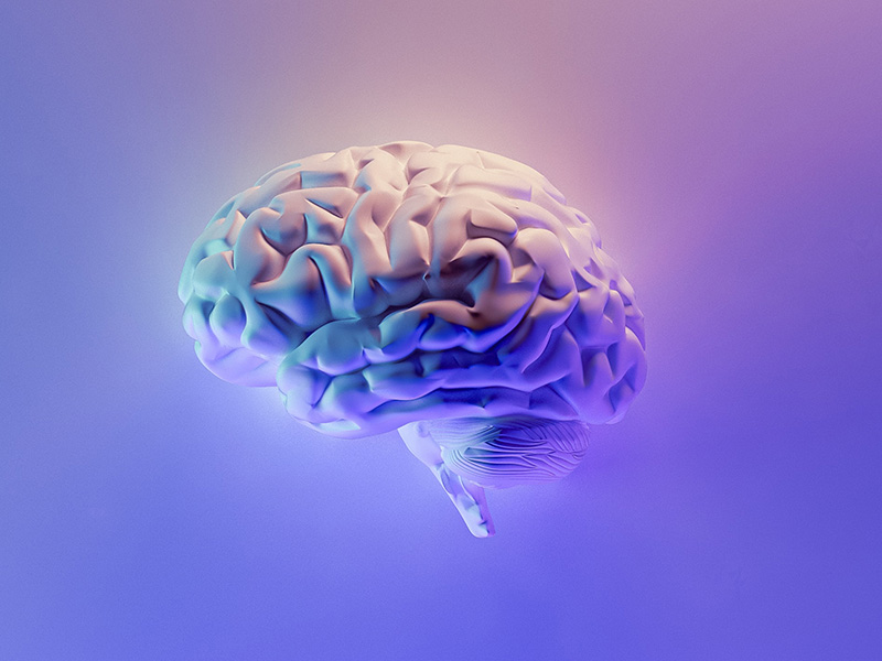 A human brain on a plain background lit by atmospheric, soft purple lighting